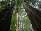 Towering redwoods in Humboldt State Park